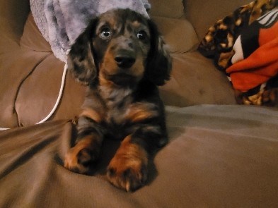 Dachshund – Miniature Dashund – Brunswick
