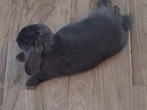 rehoming 2 female bonded rabbits