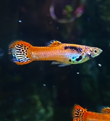 Guppies – Freahwater Fish Guppy