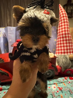 Yorkshire Terrier – Male&Female Yorkshire Terrier – Norcross