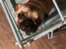 Pug 