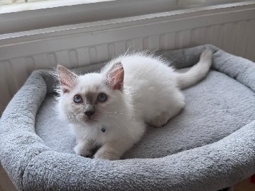 Ragdoll – GCCF RAGDOLLS kittens – Wormit