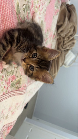 Toyger – 2 month old kitten