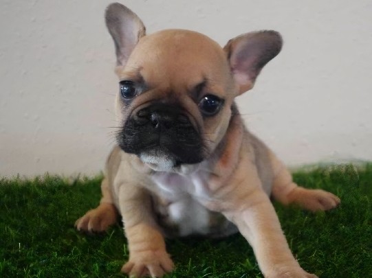 French Bulldog – French Bulldog Male – Monroe Township