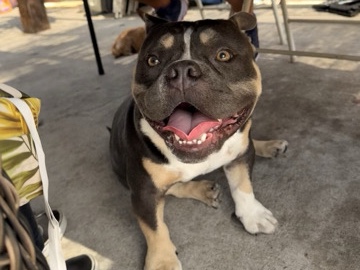 American Bulldog – mini American bully – Los Angeles