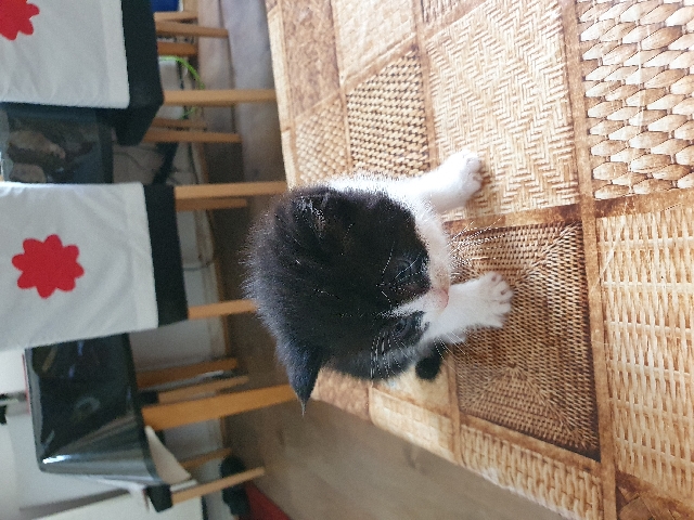 British Semi-longhair – HI I'm selling cat's kittens
