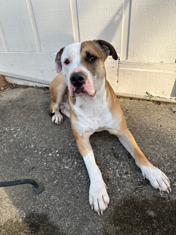 American Staffordshire Terrier – dog for sale