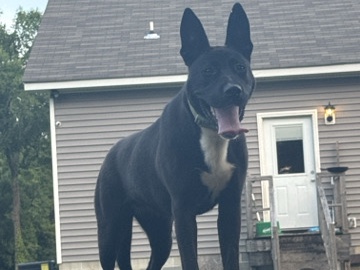 German Shepherd – Dog for sale – Concord