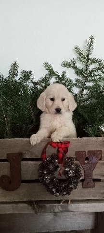 Golden Retriever – English cream golden retriever puppies