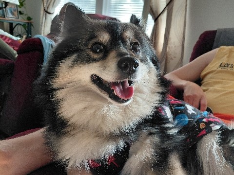 Pomsky – 7 year old female Pomsky – Dayton