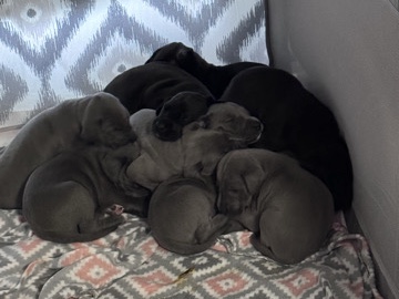 great dane puppies