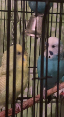 Budgerigar – Parakeets