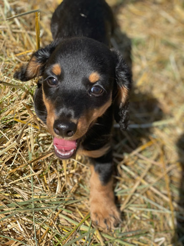 Dachshund – Miniature Dachshund