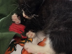 Adorable Tuxedo Male Kitten – Lincolnshire