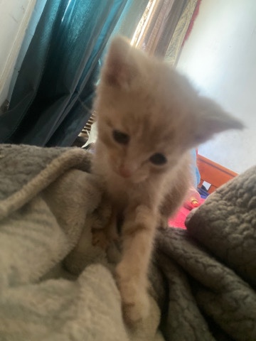 2 week year old kitten 350 .