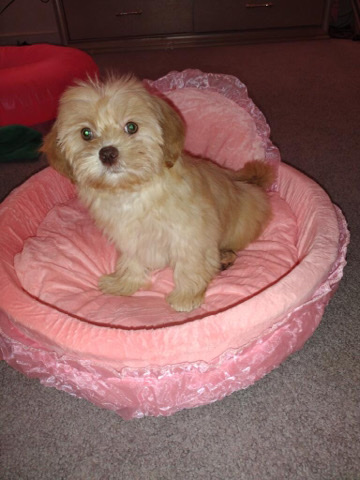 Shih Tzu – puppy needs new home