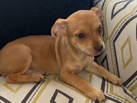 Chihuahua – Chihuahua puppies – Austin