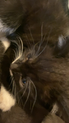 Persian (Modern) – Selling kittens