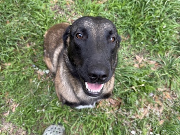 Belgian Shepherd Dog (Malinois) – Re- Homing Belgian Malinois – Lavon