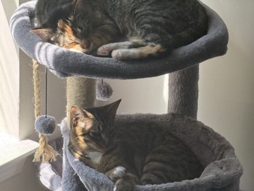 2 young bonded cats need a new home – Duluth