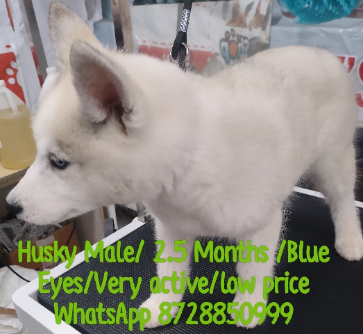 Siberian Husky – Husky for Sale