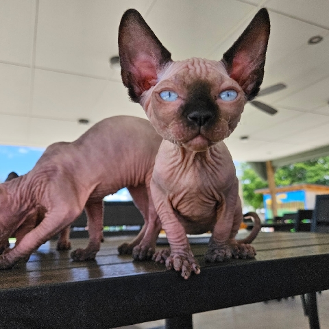 Sphynx – sphynx cat