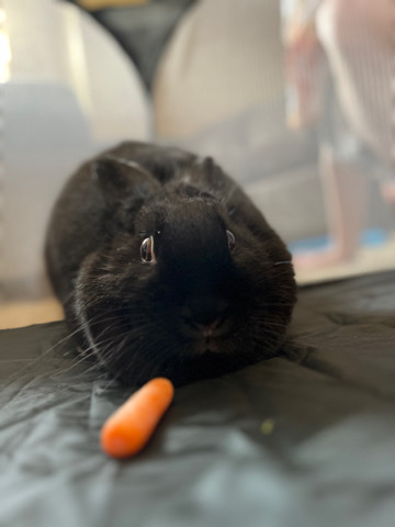 American – black velvet bunny needs home
