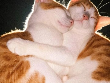 cat adoption – Kolkata