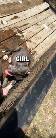 American Pit Bull Terrier – Rehoming Puppies