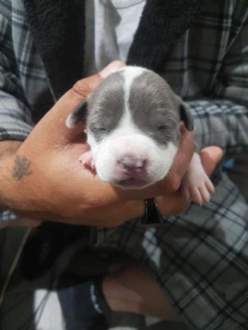 American Bulldog – american bulldogs. 4 girls 1 boy