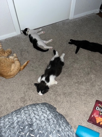 three month old kittens