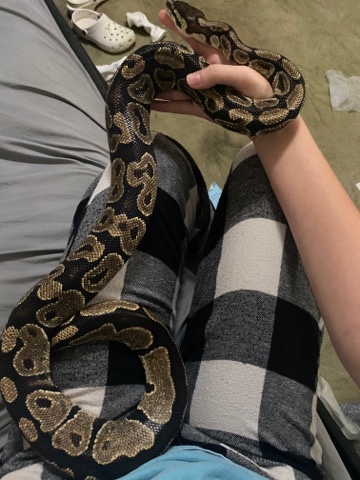 Any – female ball python
