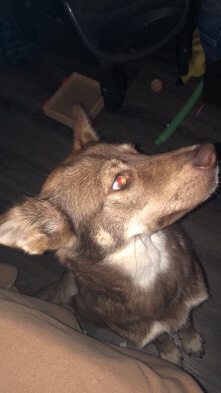 Siberian Husky – gerberian shepsky