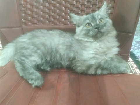 Persian (Modern) - persian kitten pair available for adoption in Bengaluru