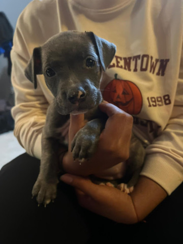 American Staffordshire Terrier – Pitbull puppies