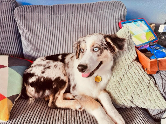 Australian Shepherd – Loki – Key West