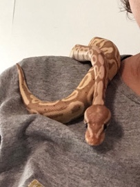 Banana Ball Python “Buttercup” (F)