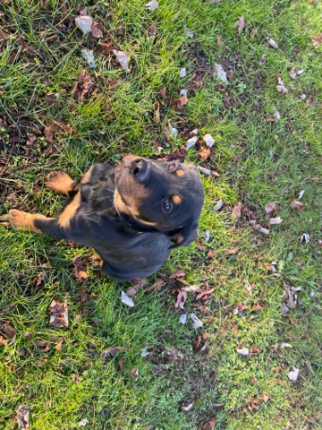 Rottweiler – please be my new fur parents