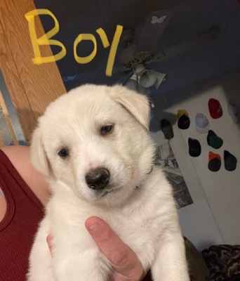 German Shepherd – 4 German shepherd lab puppies