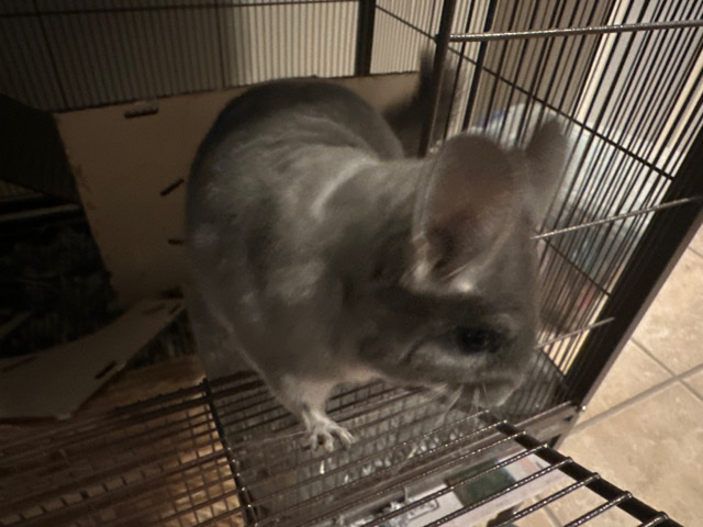 chinchilla – chinchilla female 9 months old
