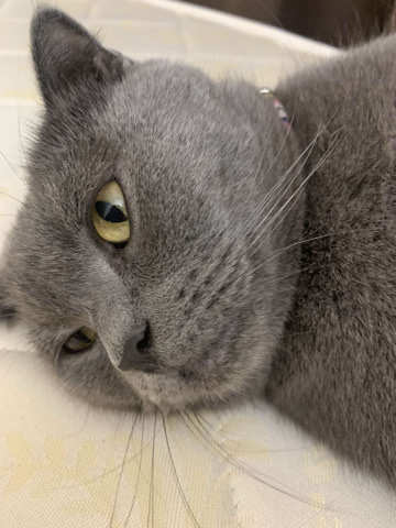 Scottish Fold – Scottish cat looking for a new home