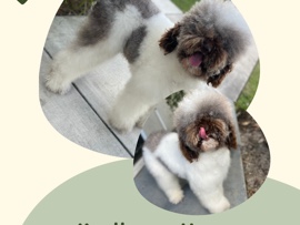 Poodle – Buscamos un nuevo hogar para Henny – Margate