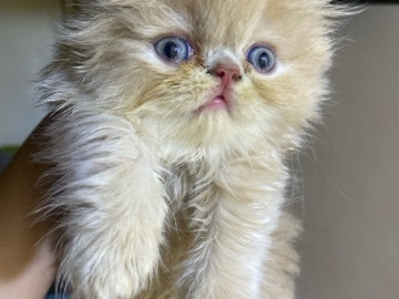 Persian (Traditional) - Persian available for adoption in Ajman