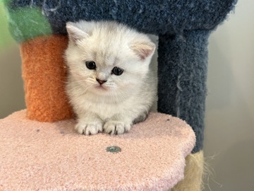 Scottish Fold - Mia available for adoption in Spartanburg