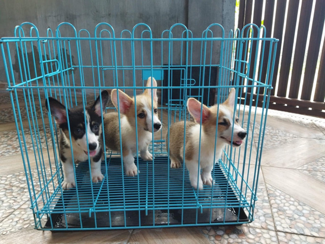 Cardigan Welsh Corgi – Male and Female Corgi is Available