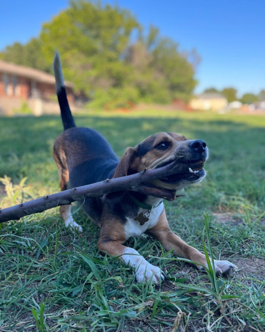 Beagle – Male Beagle