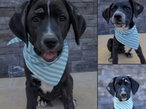 Labrador Retriever – Sweet Pea, Huey & Oreo – Garfield