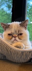 Exotic Persian Shorthair needs a new home! 