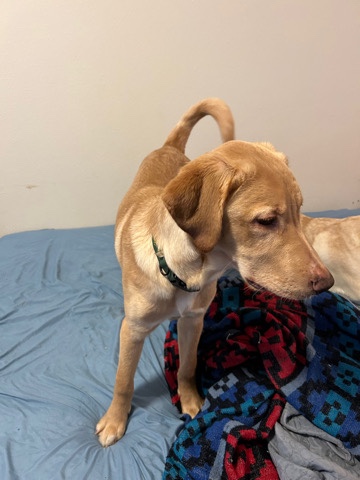 Labrador Retriever – Lab Mix Pup needing Home