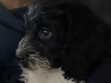 Poodle – Adorable Pedigree Poodle Puppy – 2 Months Old – Alexandria